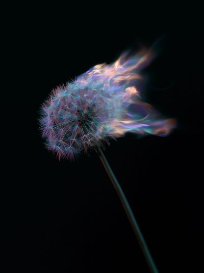 Glowing Dandelion Abstract Poster.