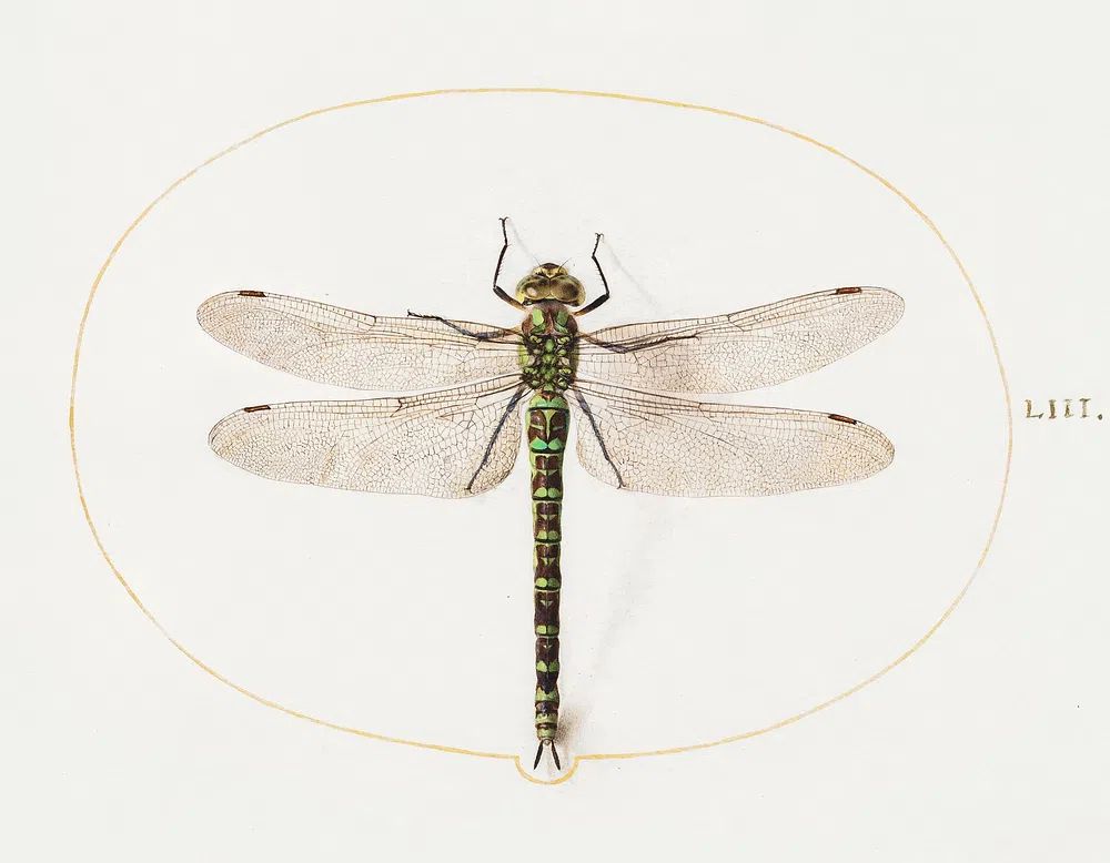 Dragonfly (1575–1580) painting high resolution. poster — botanical art