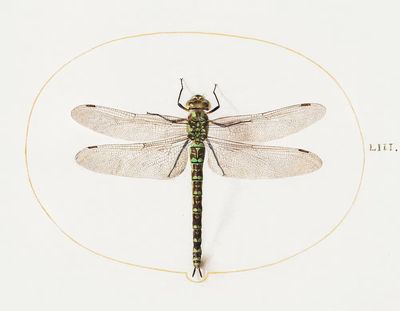 Dragonfly (1575–1580) painting high resolution. poster print