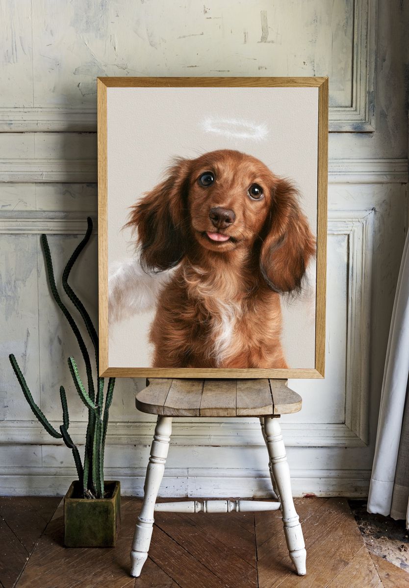 Dachshund Portrait Photography Poster. room preview