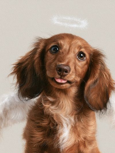 Dachshund Portrait Photography Poster.