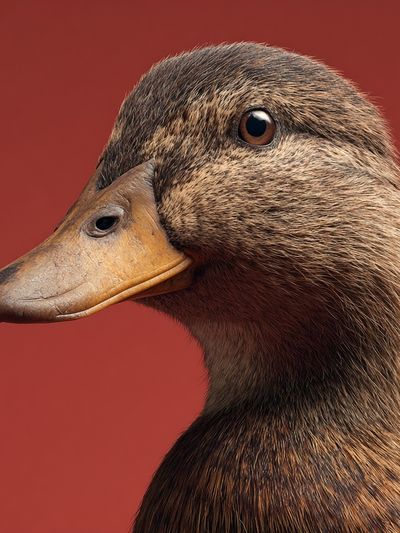 Duck Portrait Poster. poster