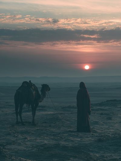 Desert Camel at Sunset Photography Poster.