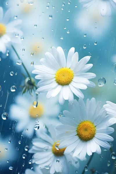 Daisy Flowers in Rain — Photography Print. poster print
