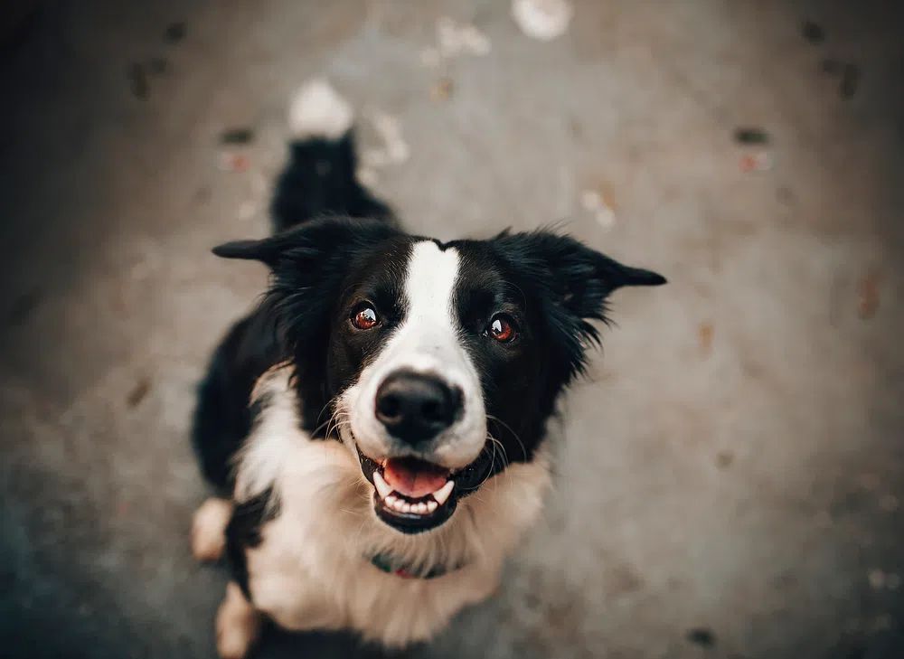 Happy Border Collie Dog Poster. poster detail