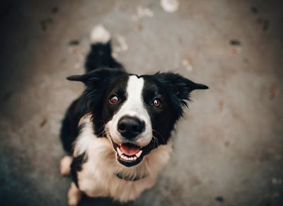 Happy Border Collie Dog Poster. poster print