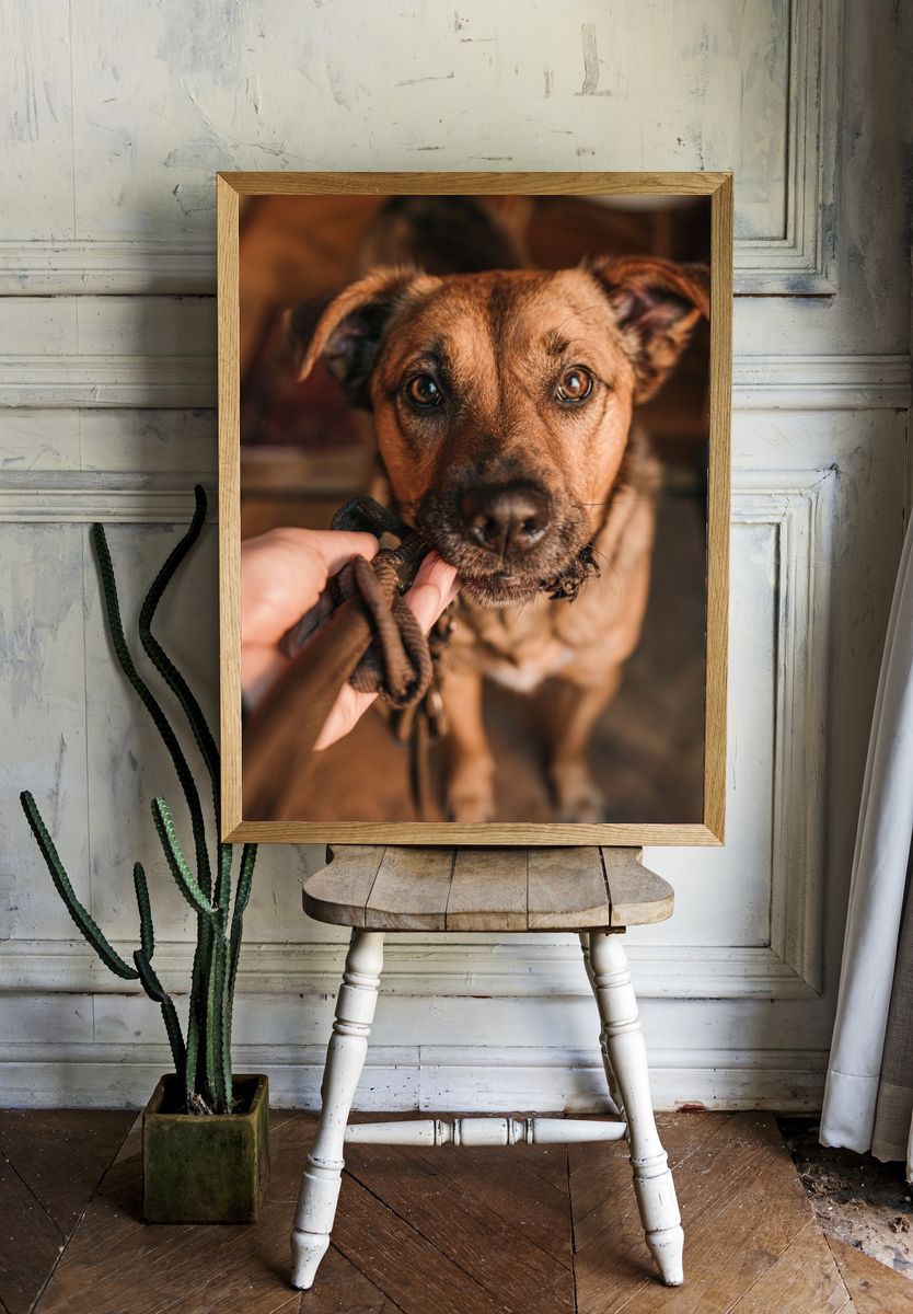 Curious Dog Portrait Poster. — room view 1