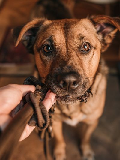 Curious Dog Portrait Poster. poster