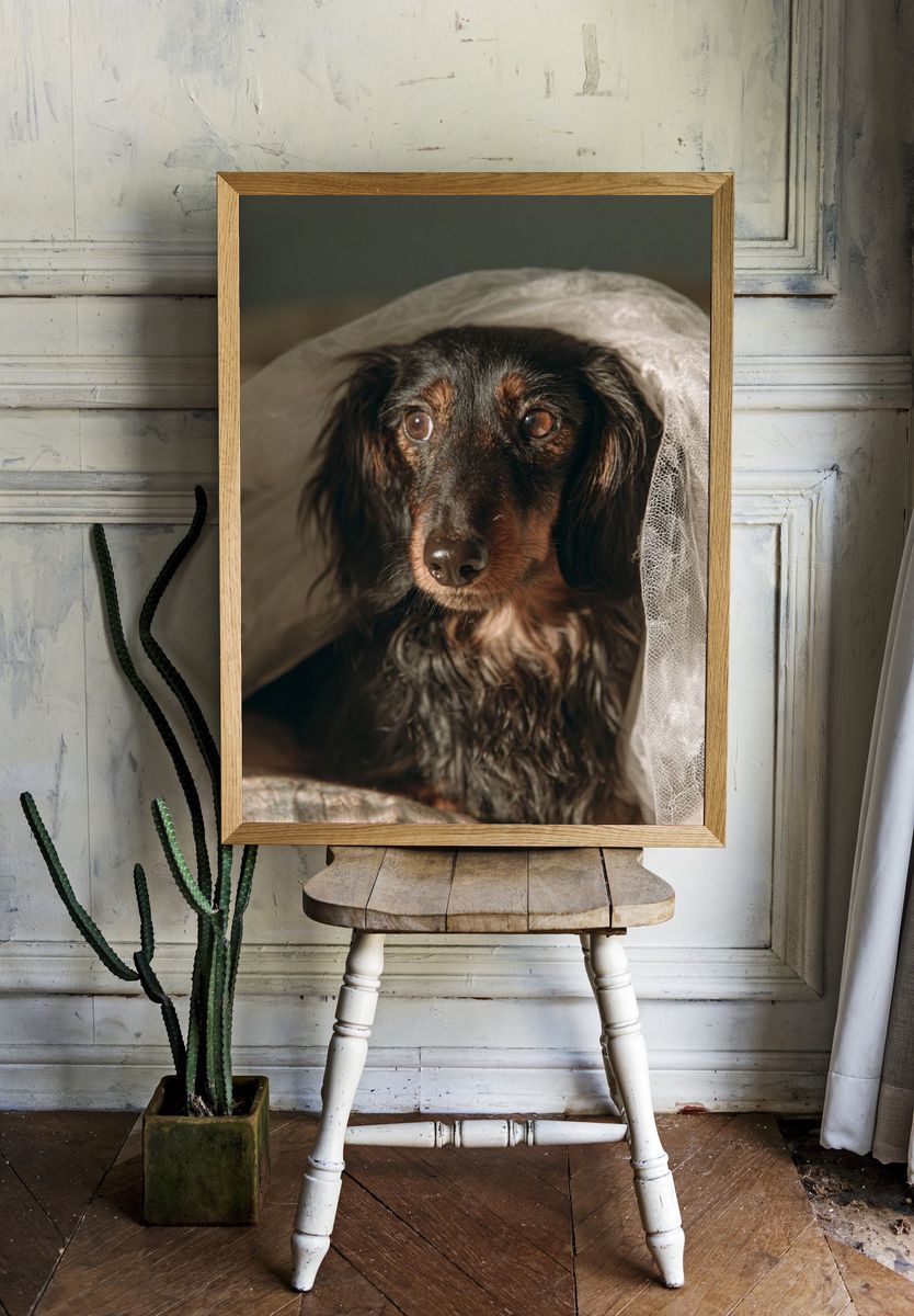 Dachshund Portrait Photography Poster. — room view 1