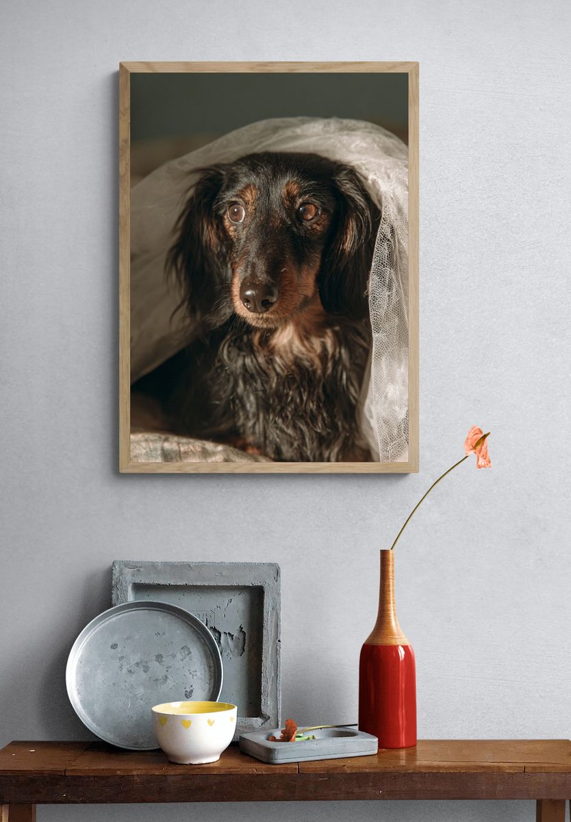 Dachshund Portrait Photography Poster. — room view 3