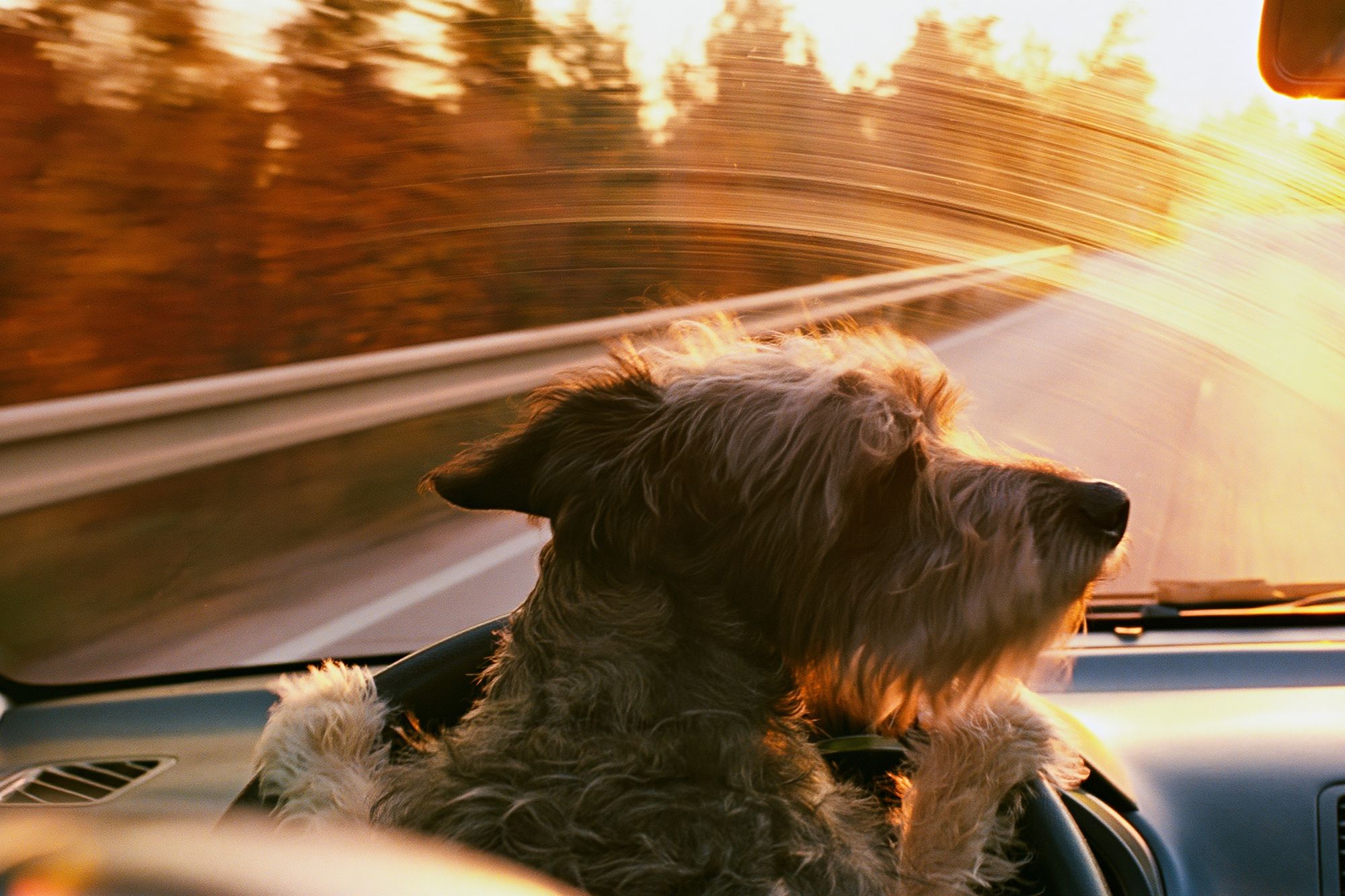 Dog Road Trip Photography Poster. poster — photography art