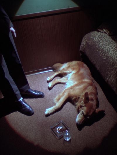 Golden Retriever in a Dim Room — Photography Print. poster