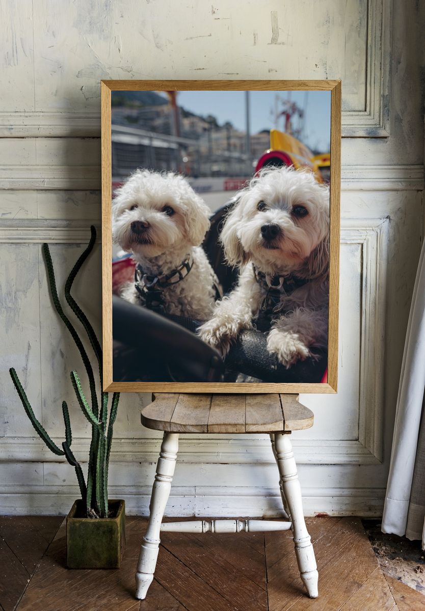 Dogs in Race Car — Animal Photography Poster. room preview