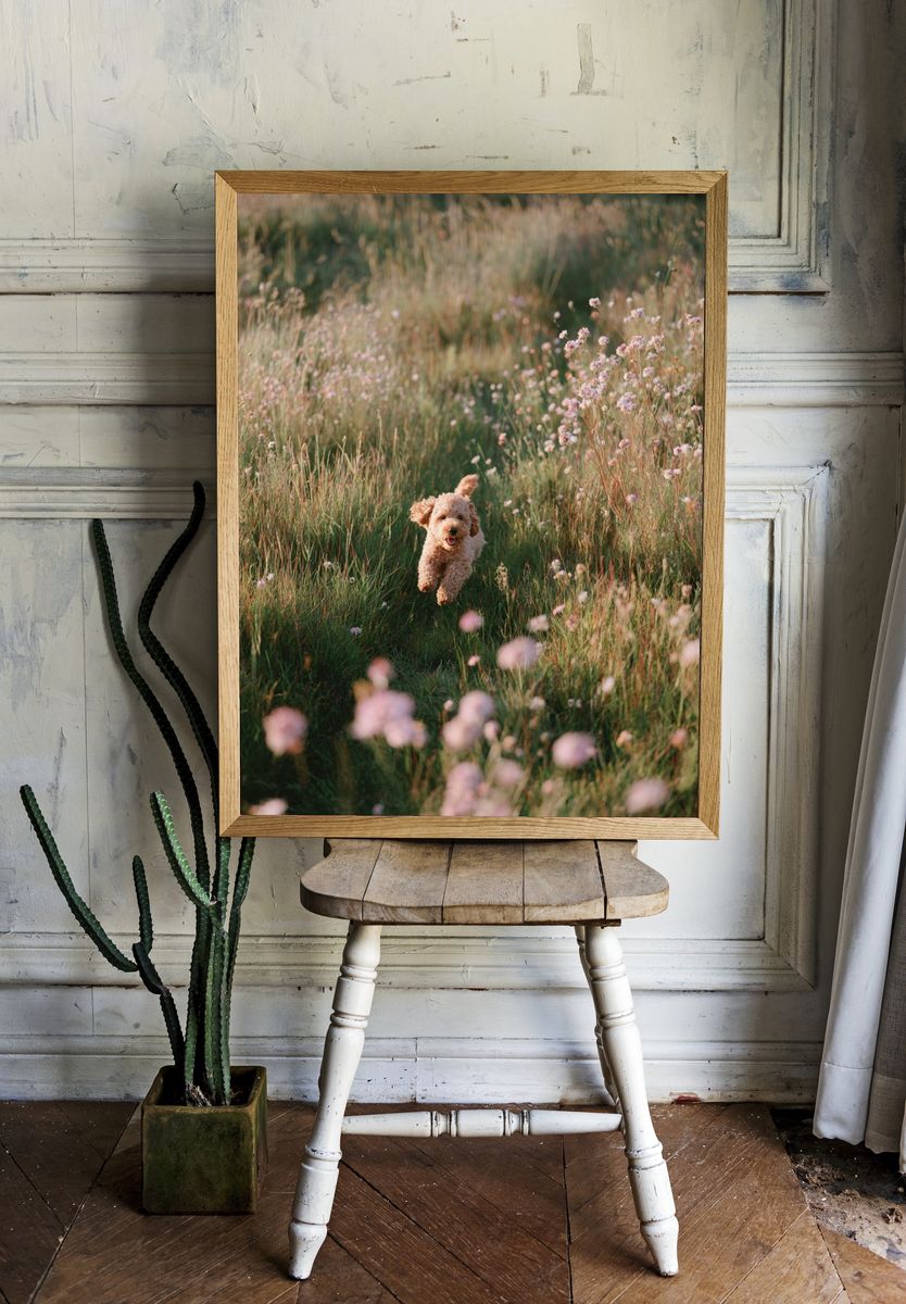 Happy Dog Running in a Field — Photography Print room preview