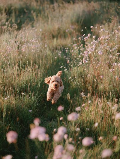 Happy Dog Running in a Field — Photography Print. poster print