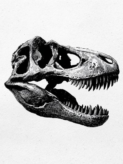 Tyrannosaurus Skull Ink Print. poster