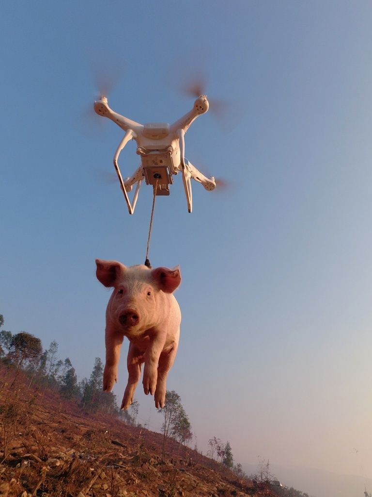 Drone-Lifted Pig Surrealism Print. poster detail