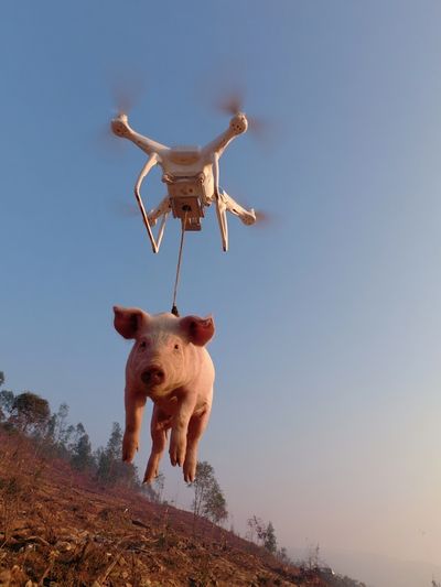 Drone-Lifted Pig Surrealism Print. poster