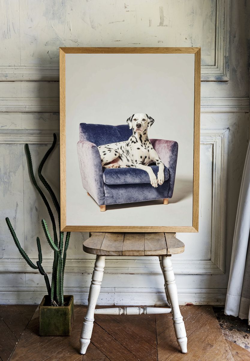 Dalmatian Dog on Couch Poster room preview