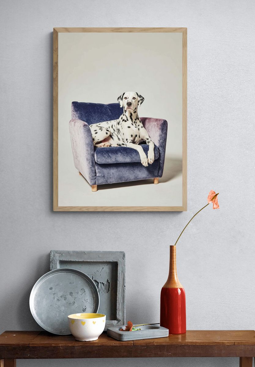 Dalmatian Dog on Couch Poster. — room view 3