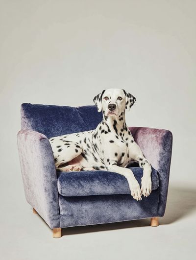 Dalmatian Dog on Couch Poster. poster