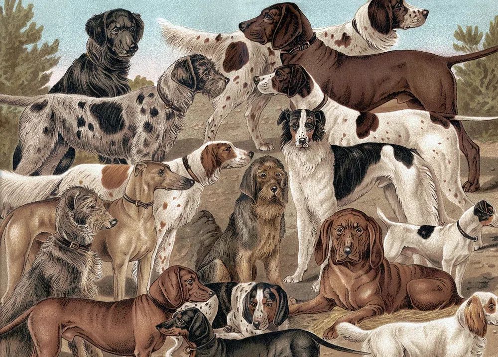 Dogs of Various Breeds — Vintage Print.
