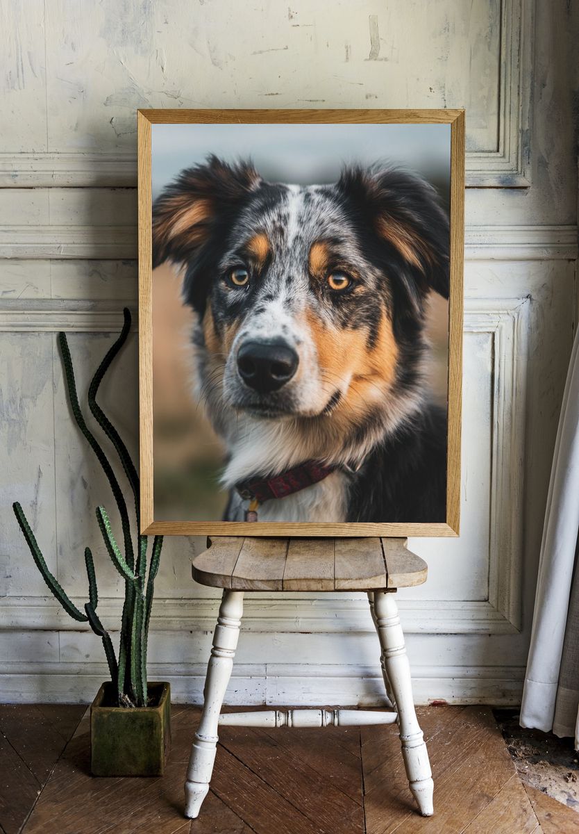 Australian Shepherd Portrait Poster. — room view 1