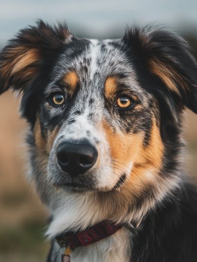 Australian Shepherd Portrait Poster. poster