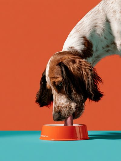 Dog with Bowl Photography Poster.