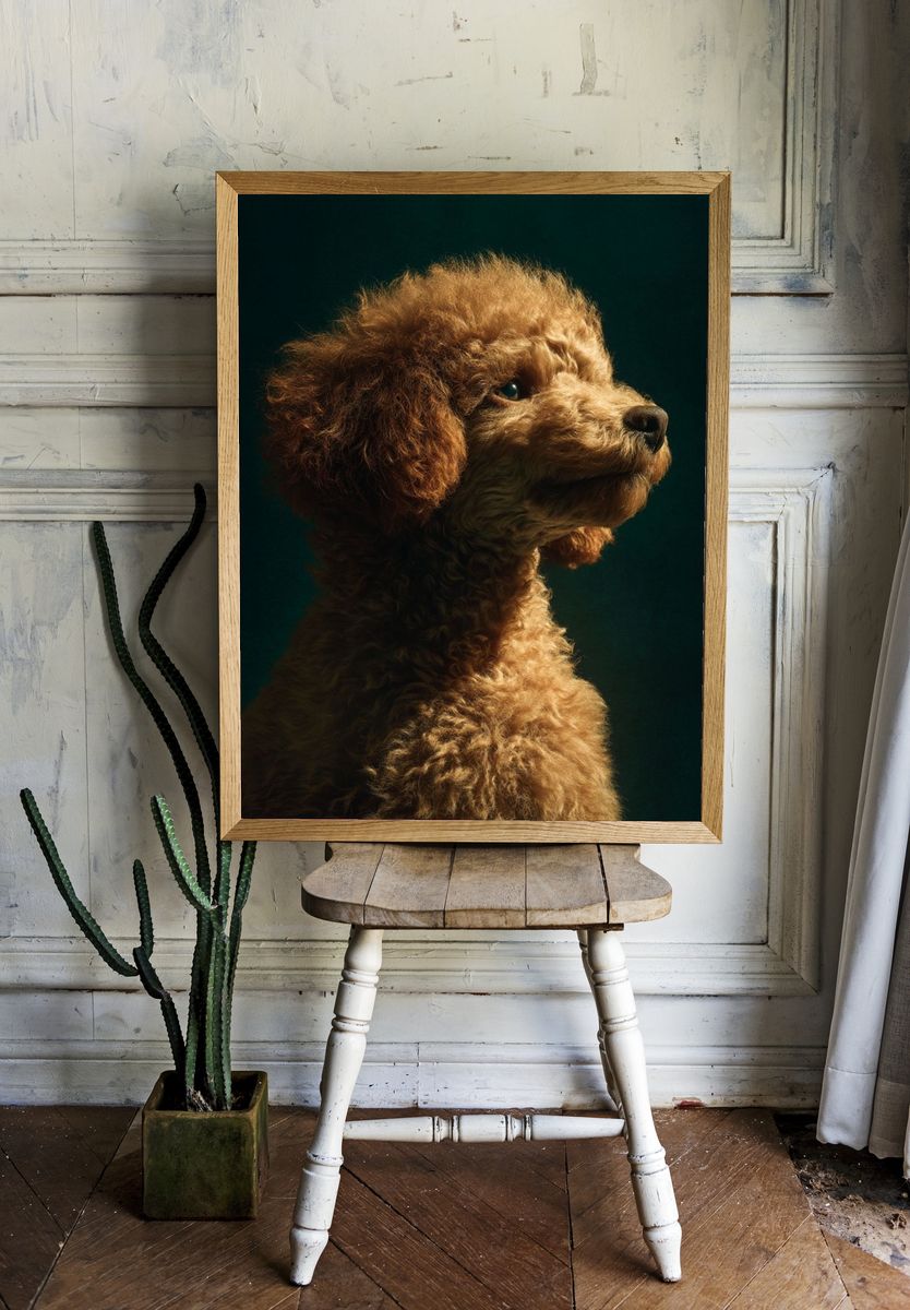Poodle Portrait — Photography Print room preview