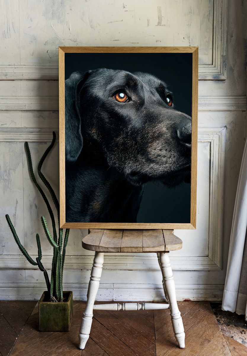 Majestic Black Dog Portrait Poster. room preview