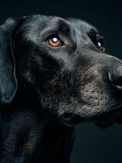 Majestic Black Dog Portrait Poster.