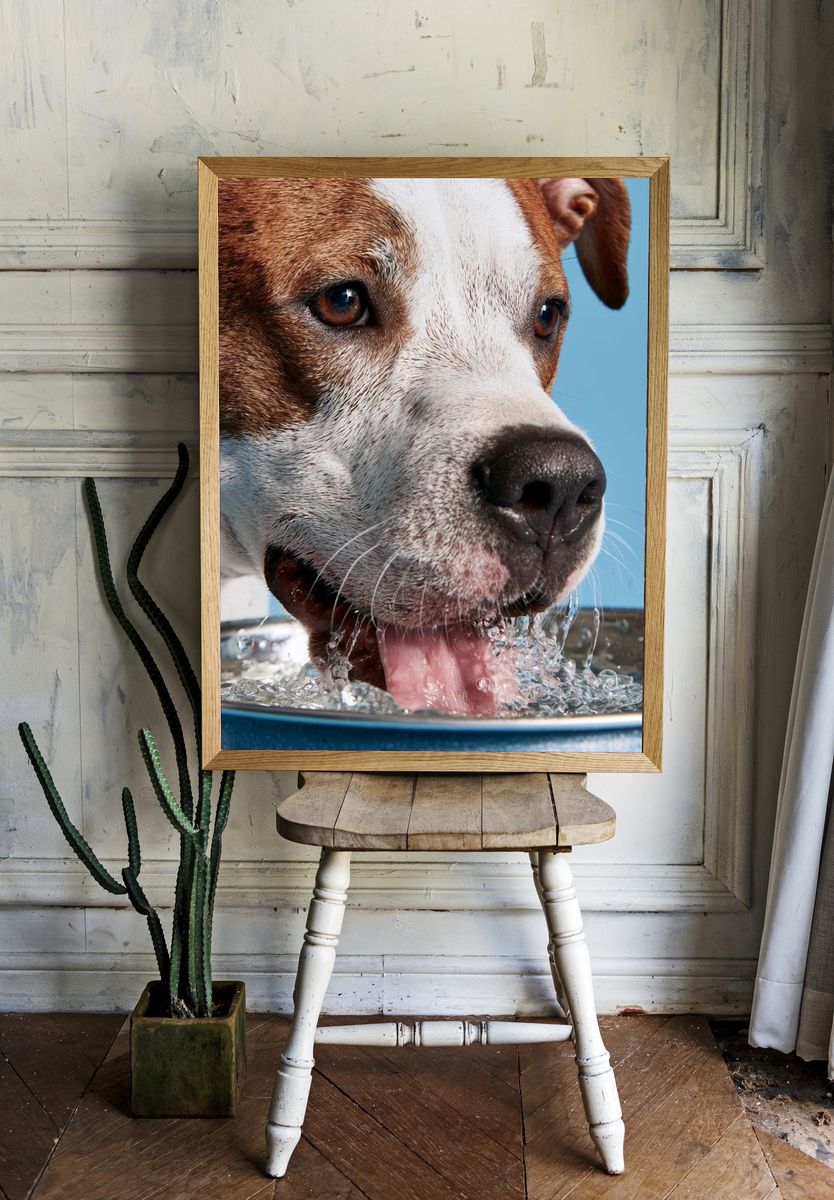 Dog Drinking Water Photography Poster. — room view 1
