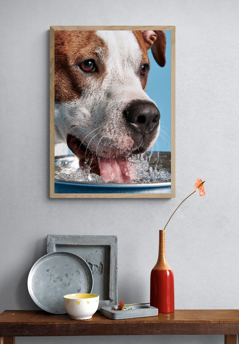 Dog Drinking Water Photography Poster. — room view 3