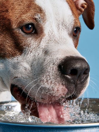 Dog Drinking Water Photography Poster. poster