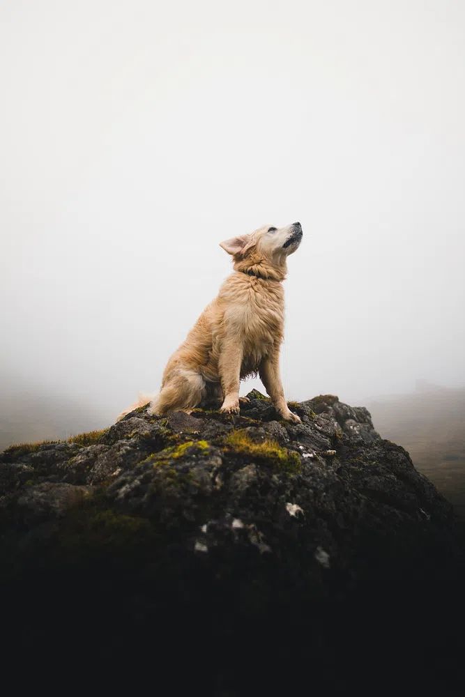 Golden Retriever on a Rock — Photography Print. poster — animals art
