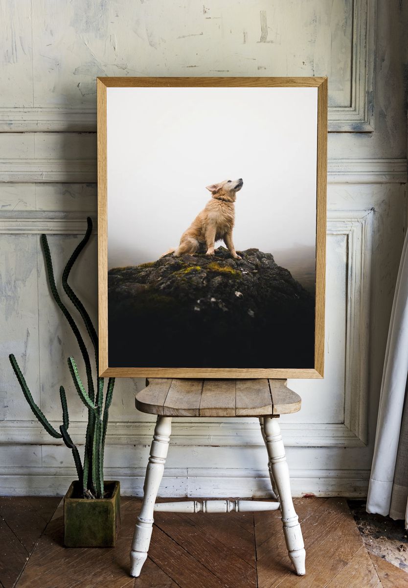 Golden Retriever on a Rock — Photography Print room preview