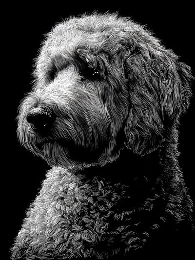 Dog Portrait Black-White Print. poster
