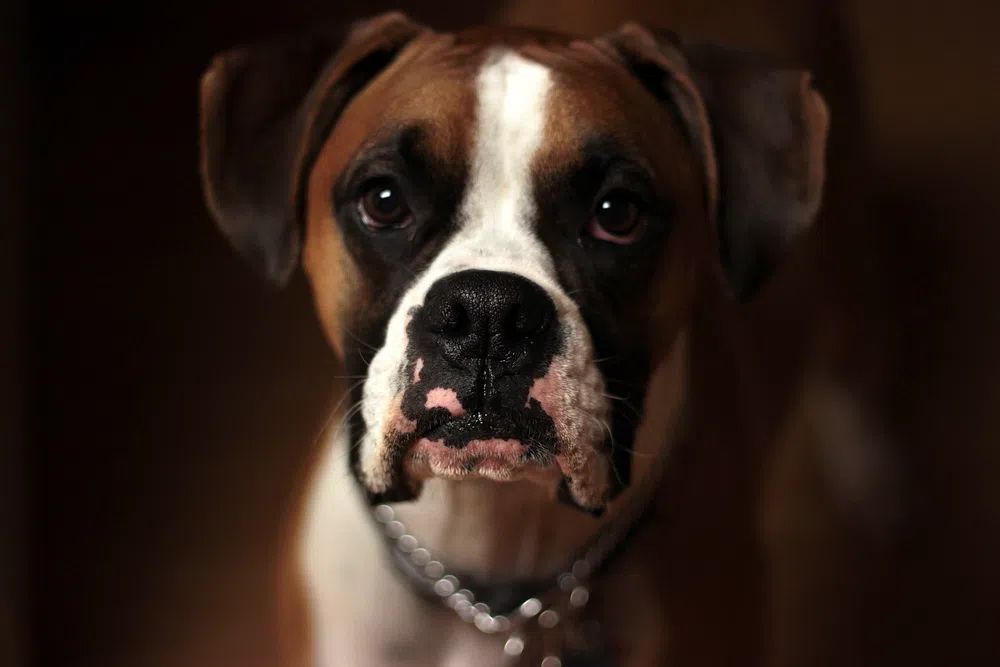 Boxer Dog Portrait Poster. poster detail