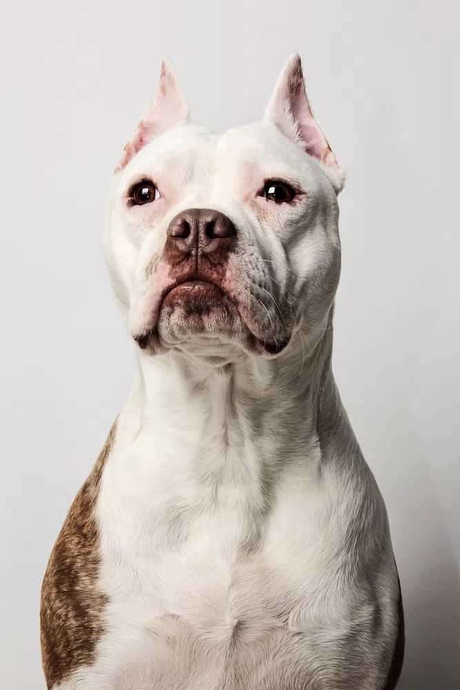 Pitbull Portrait Poster. poster — animals art