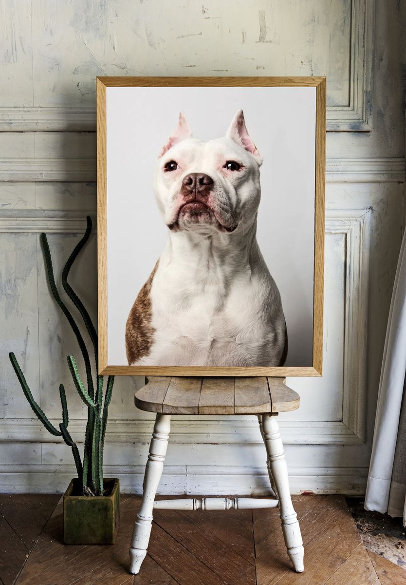Pitbull Portrait Poster. room preview