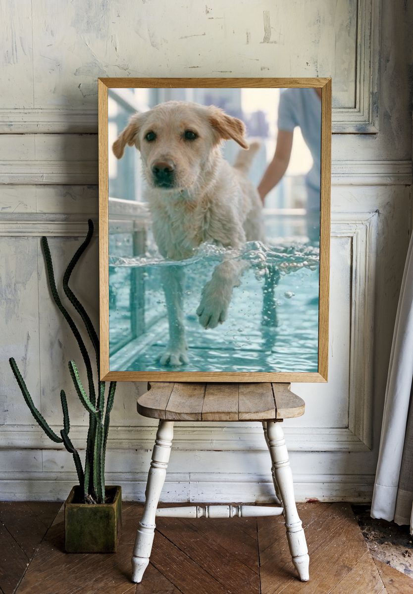 Golden Retriever Swim Therapy Poster. — room view 1