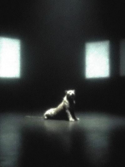 Solitary Dog in Dark Room Poster. poster print