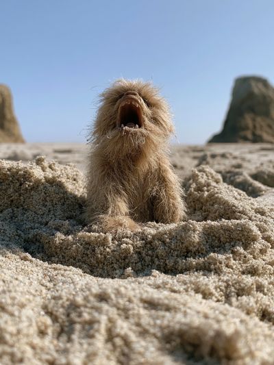 Howling Dog on the Beach Poster. poster