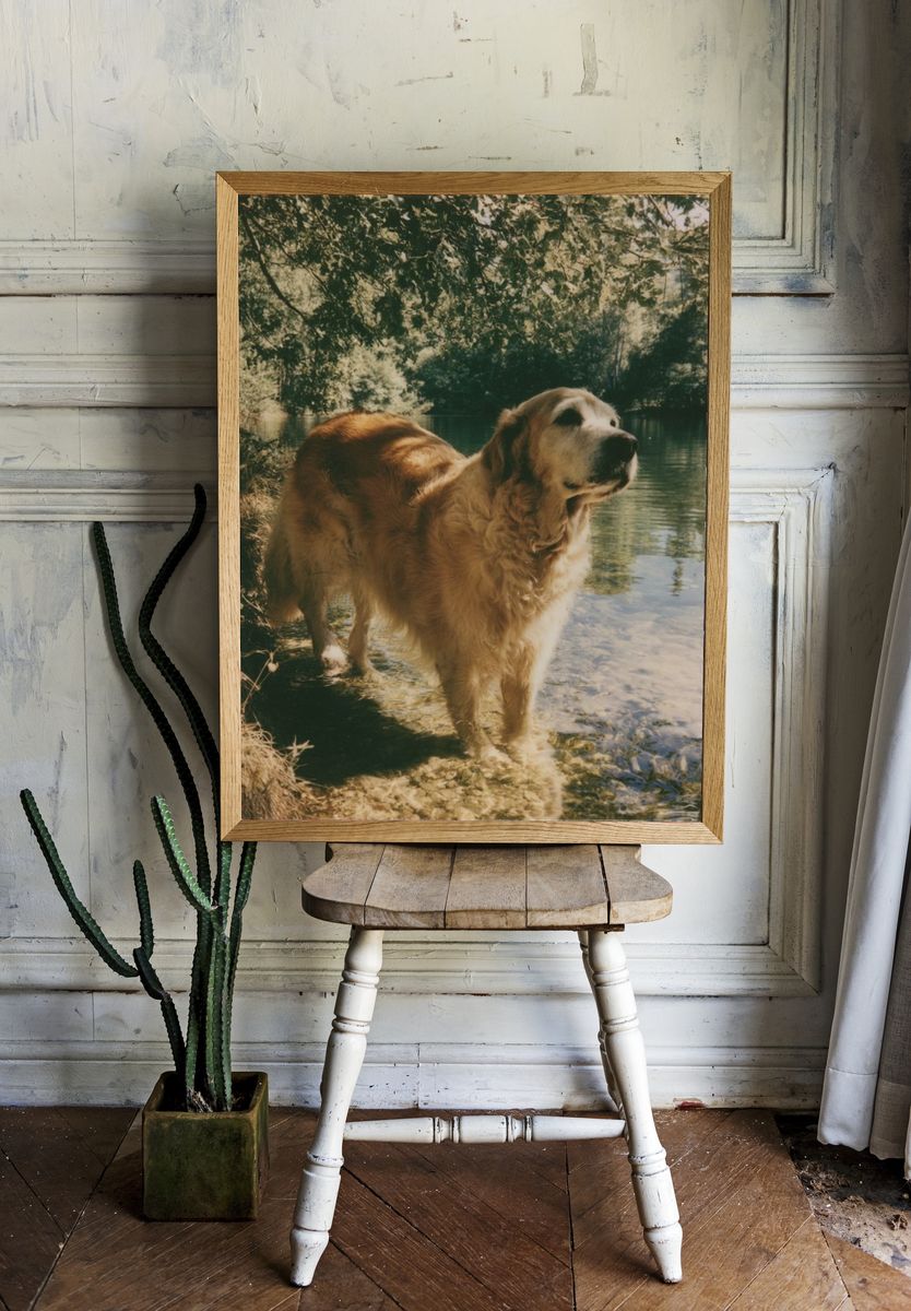 Golden Retriever by the Lake Poster. — room view 1
