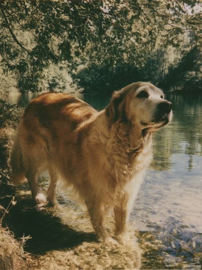 Golden Retriever by the Lake Poster. poster