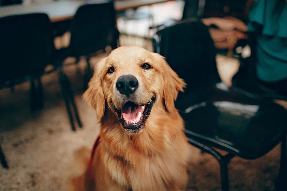 Happy Golden Retriever dog. poster — photography art