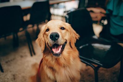 Happy Golden Retriever dog. poster