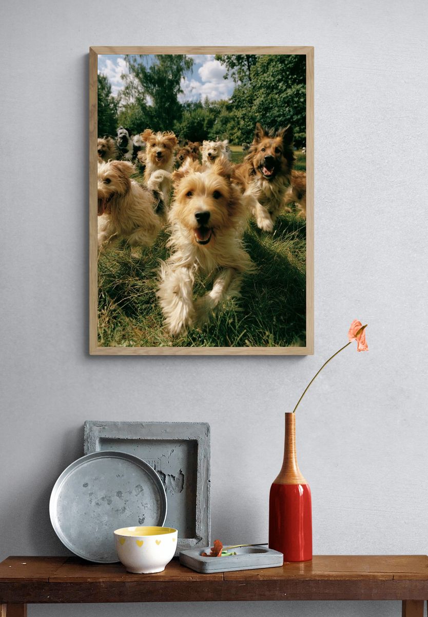Happy Dogs in the Park Photography Poster. — room view 3