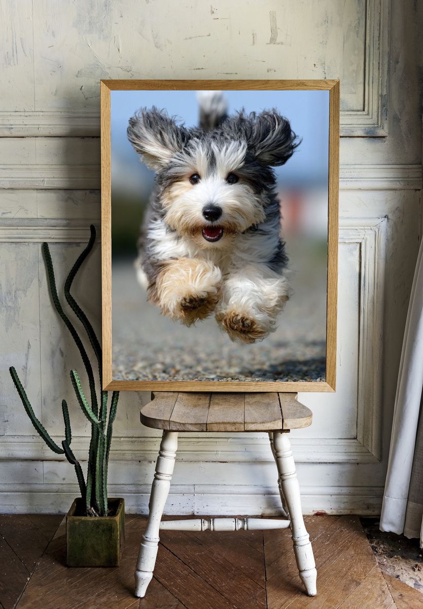 Playful Dog Running — Photography Print. — room view 1